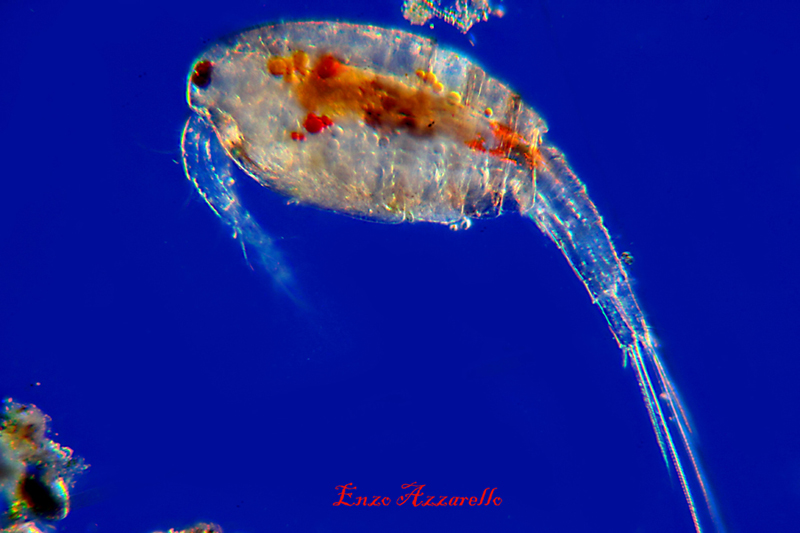 Copepode - illuminazione Rheinberg